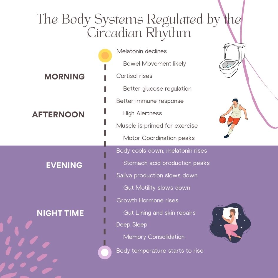 Understanding Circadian Rhythm and Biological Clock
