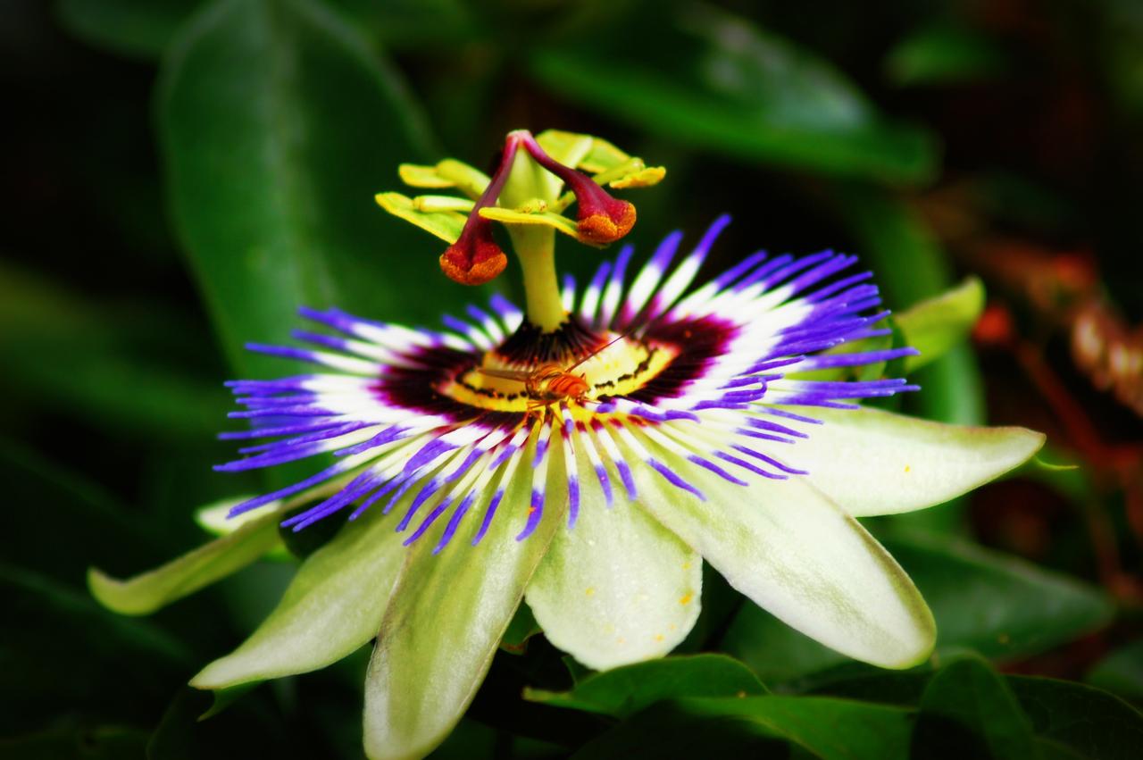 Premium Photo | Close-up of passion flower