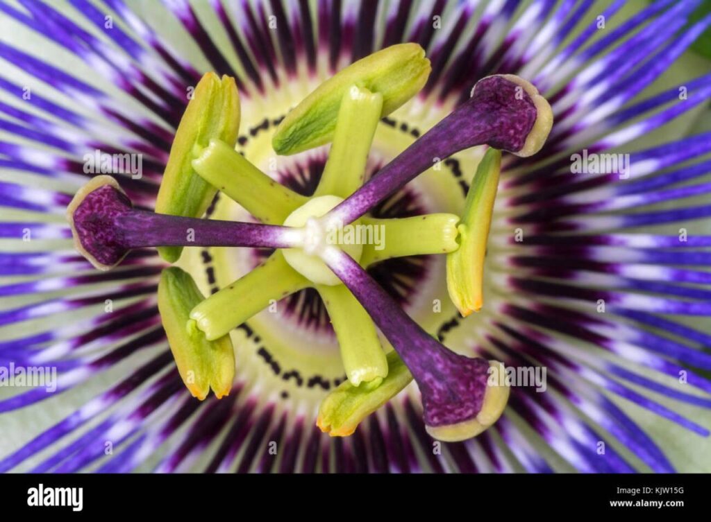 Passionflower