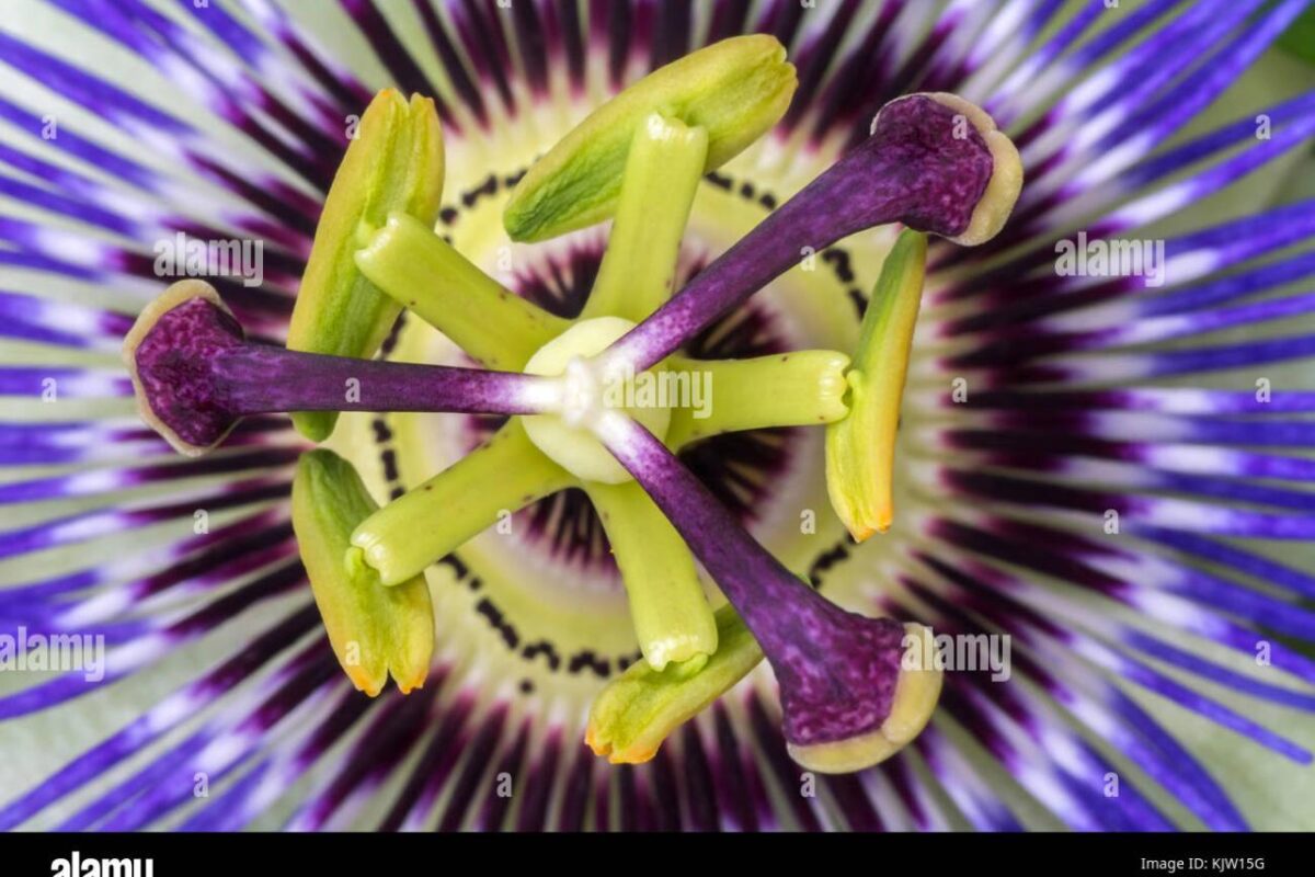 Passionflower