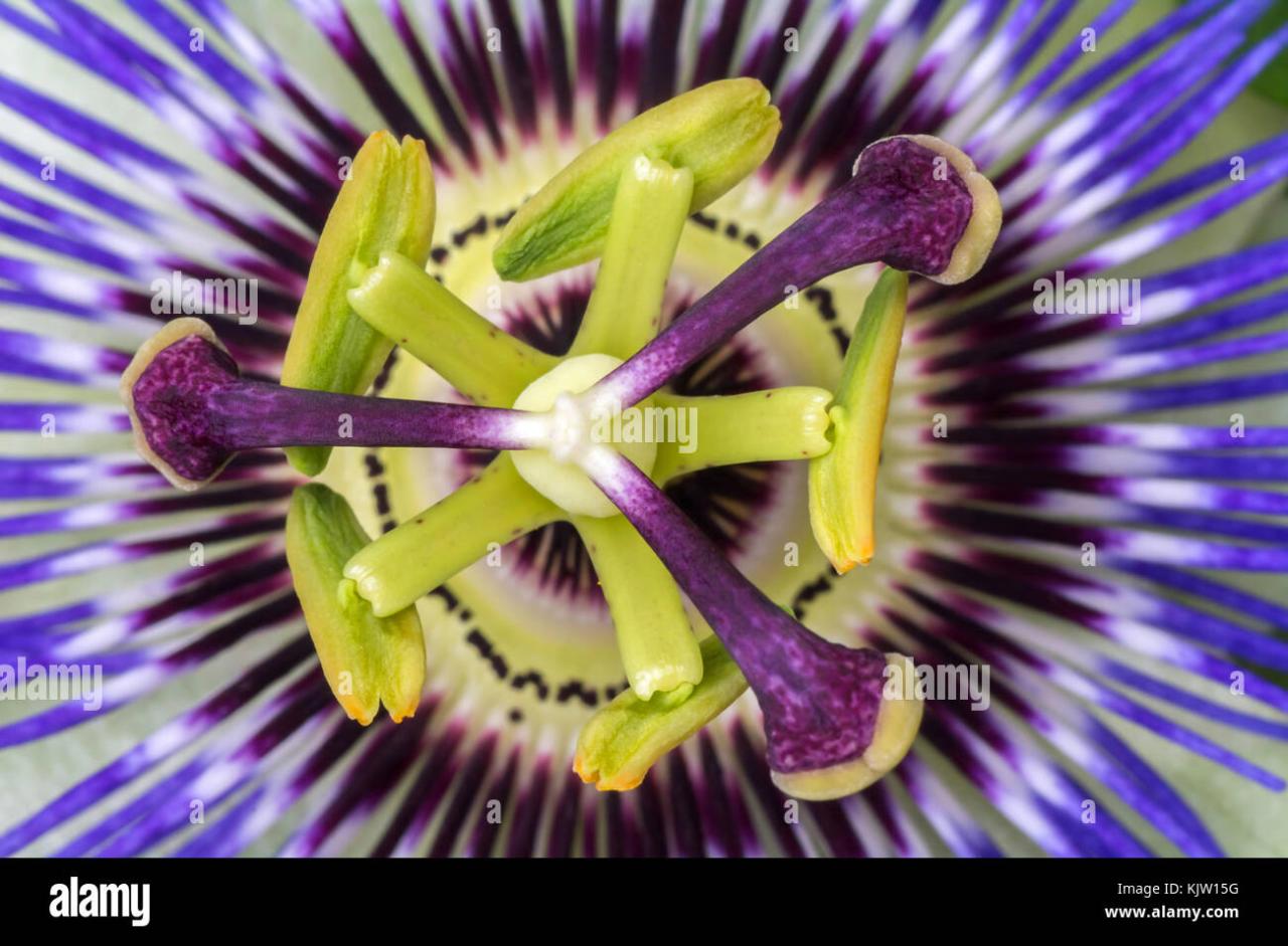 Passiflora passionflower close up. Big beautiful flower Stock Photo - Alamy