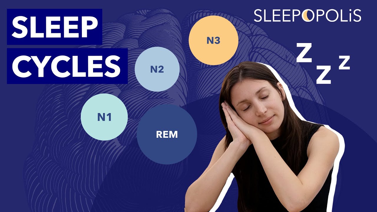 The Sleep Cycle: How It Works And Explaining The 4 Stages of Sleep ...